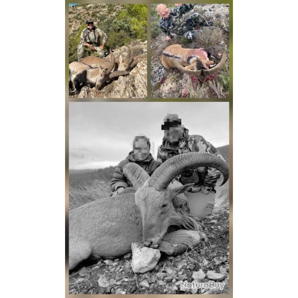 IBEXS ESPAGNE 2025/2026