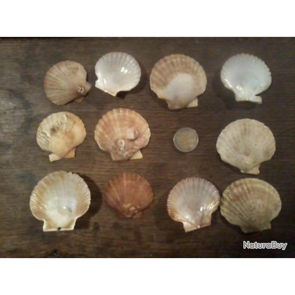 Coquilles Pecten nobilis par 6 Oc�an Indien Cabinet de curiosit�s