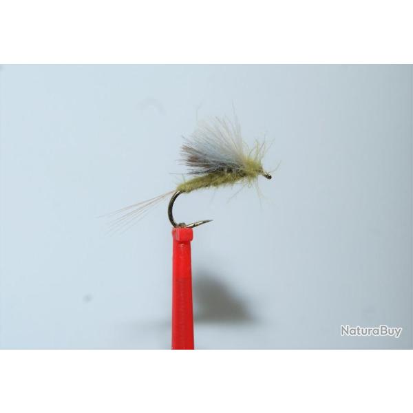 5 olives cdc  taille 16