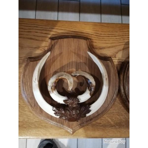 Rplique de dfense et grs de sanglier. Copie trophe de sanglier monter sur ecusson en chne massi