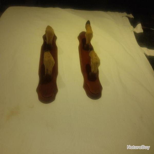 ratelier pattes chevreuils  2 fusils