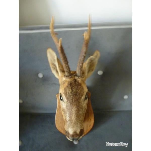 -  TROPHEE DE CHEVREUIL - travail ancien