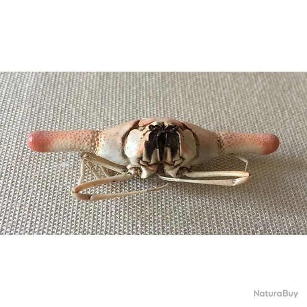 CRABE CYLINDRICUS 5.5/6cm