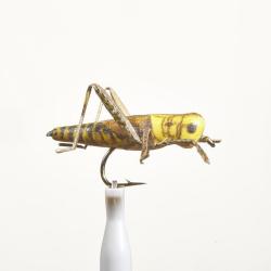 MOUCHE SAUTERELLE 24 H10