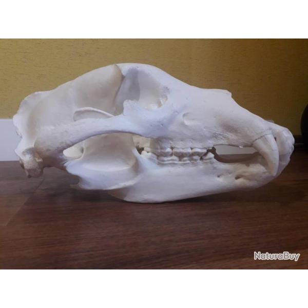 Taxidermie.Reconstitution crne d'ours brun