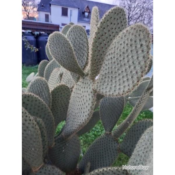 Cactus a planter ext�rieur, comestible feuilles et fruits