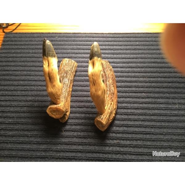 TAXIDERMIE SUPPORT POUR FUSIL