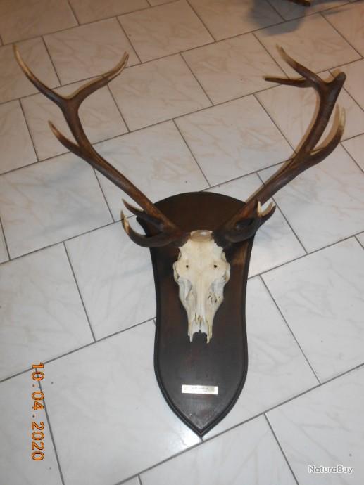 Trophées de chasse, la nouvelle tendance déco