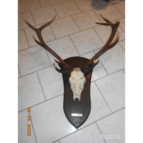 TROPH�E de cerf   MASSACRE TAXIDERMIE chasse d�co sur socle avec plaque