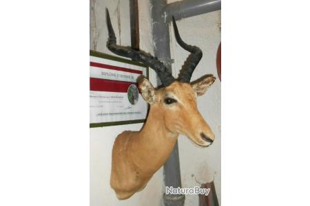 Tête De Trophée Impala Taxidermie - Grand Et Majestueux - Occasion - Livraison Gratuite