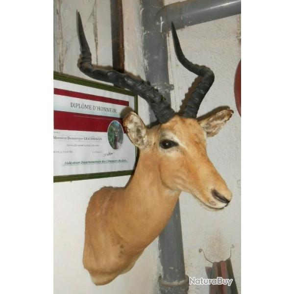 TROPH�E  TAXIDERMIE  Impala   chasse objet d�co