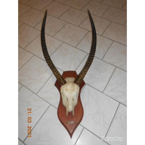 trophe massacre cobe plaque  ZIMBABWE