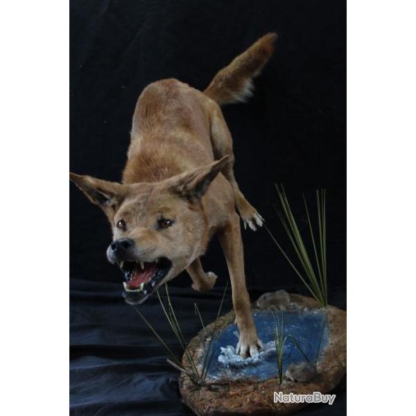 taxidermie dingo  trs rare taxidermy dingo