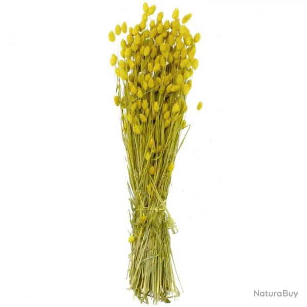 Bouquet fleurs s�ch�es phalaris jaune - 70 cm