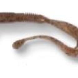 4STREET B ASS WAG 7.6CM PAR 7 Gold rush