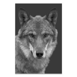 Peinture Impression HD sur Toile Animaux-5-50x70cm 20260729082512