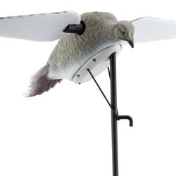 Appelant tourterelles ailes tournantes