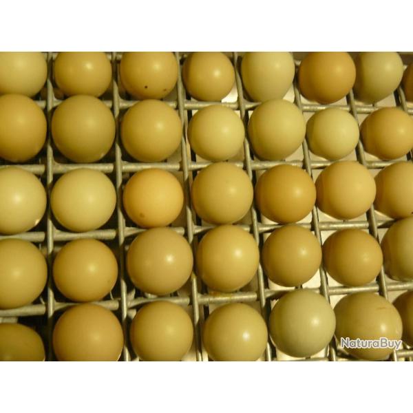 Lot 15 Oeufs de perdrix grise