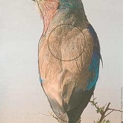 Cible papier rollier