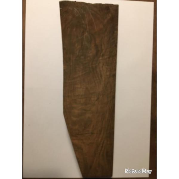 Ebauche de noyer magnifique !