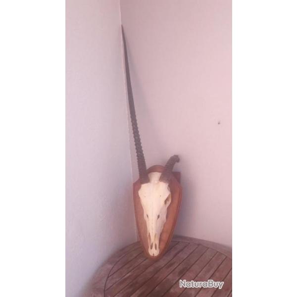 Troph�e  Oryx  /  Gemsbok trophy