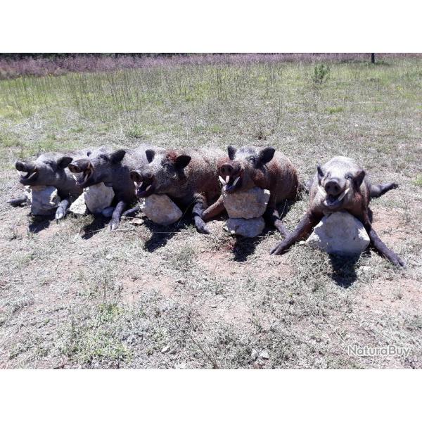 chasse aux grands sangliers attilas en turquie