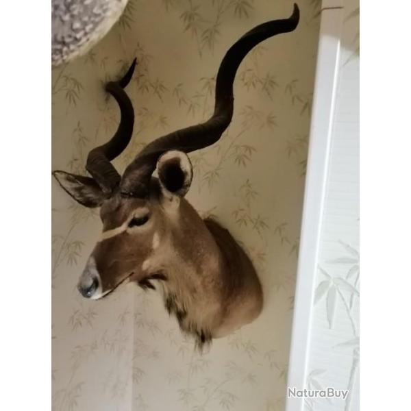 magnifique grand koudou