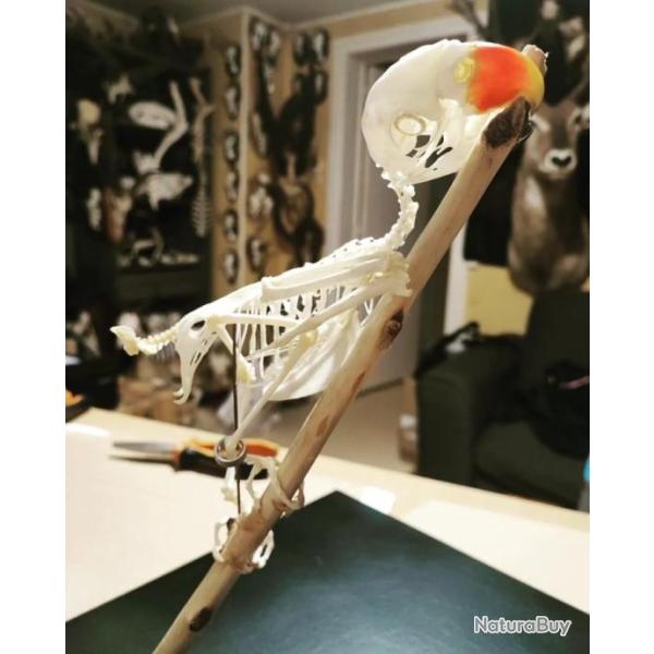 Squelette complet de Perruche de Lord Derby ; Psittacula derbiana