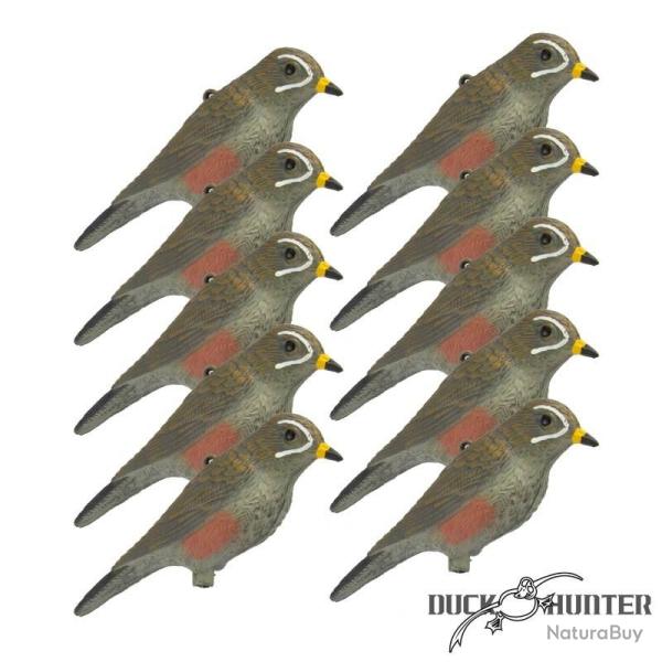 Forme de grive mauvis x10