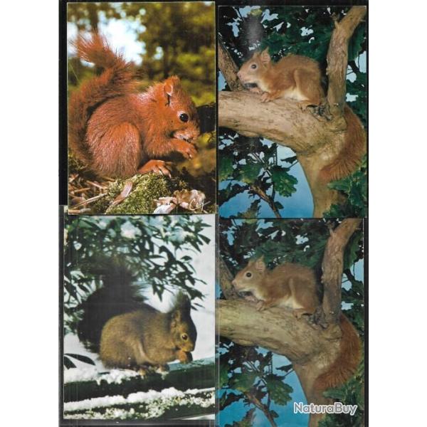 �cureuils  lot de 12 cartes
