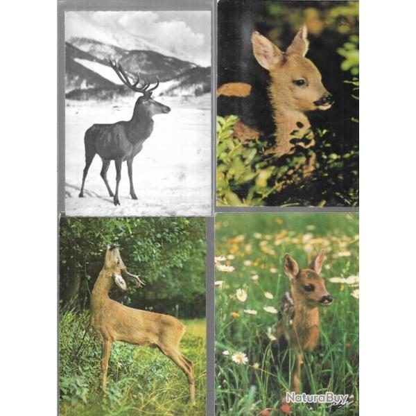 chevreuils, biches, cerfs, daims, faons lot de 18 cartes