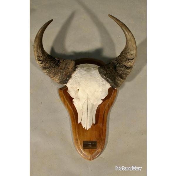 Massacre De Buffle Africain Burkina Faso