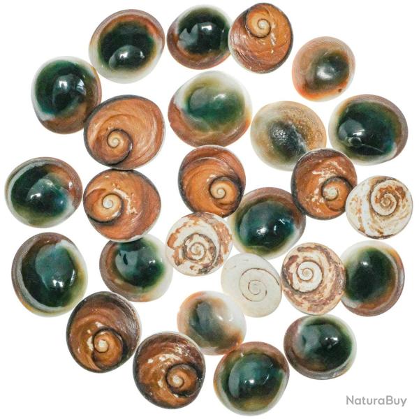 Opercules de turbo verts bruts ou oeil de shiva - 2 � 3 cm - Lot de 10