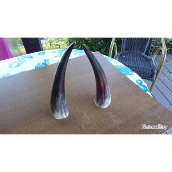 2 CORNES DE ZEBU?