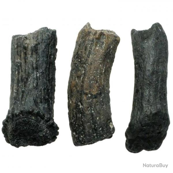 Bois de cervid� fossile - 6 � 7 cm - A l'unit�