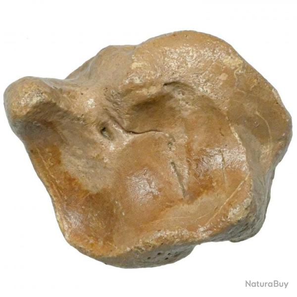 Phalange d'orteil de bison fossilis�e - 146 grammes