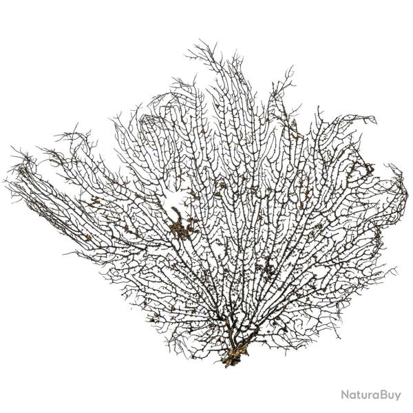 Gorgone ou �ventail de mer d�co - 50 x 42 cm