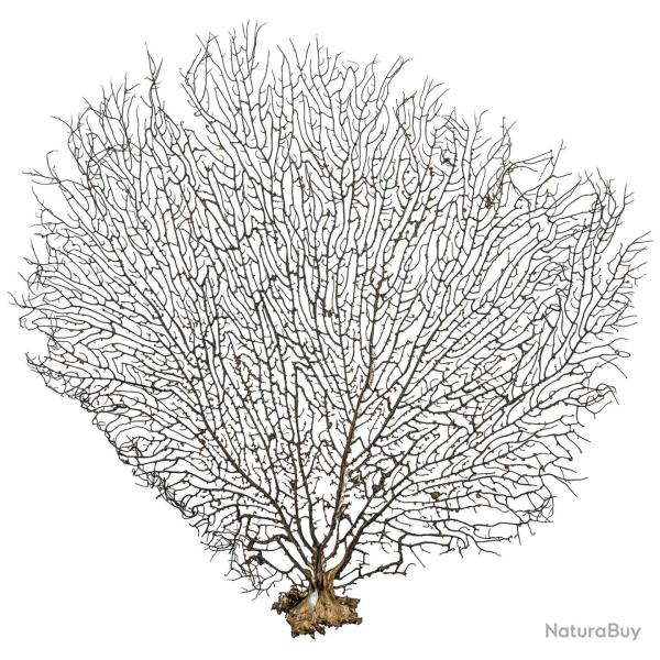 Gorgone ou �ventail de mer d�co - 42 x 40 cm