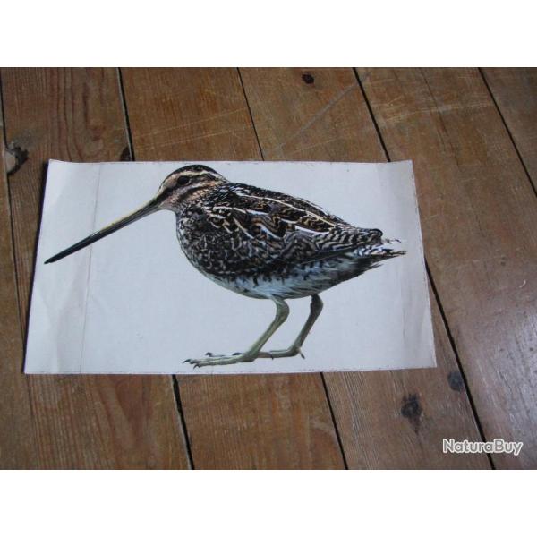 Autocollant Bcassine (a234)