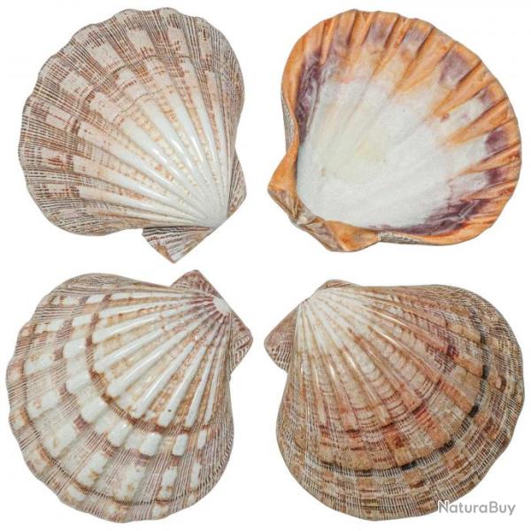 Coquillage pecten subnodosus violet poli - 12 � 14 cm - Lot de 2