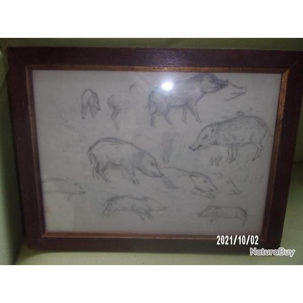 dessin etude de jeunes sangliers