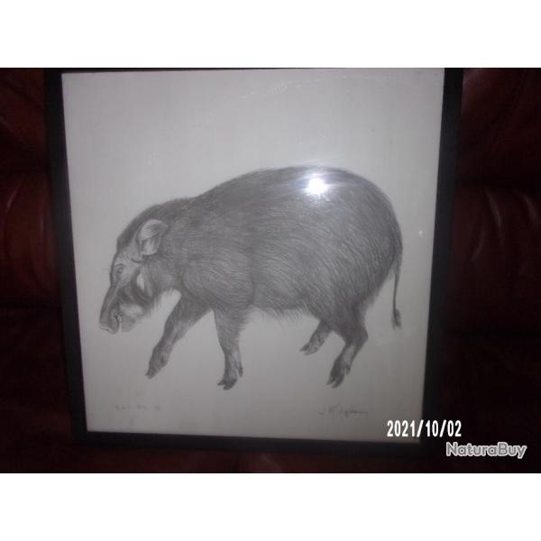 dessin representant un hylochere