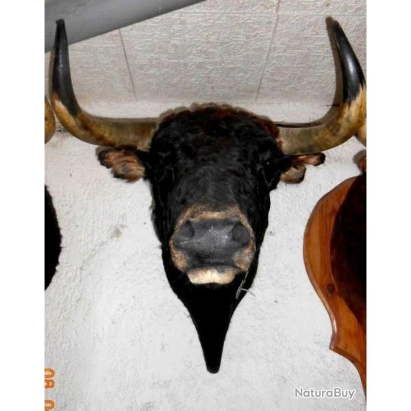 trophe   tete de toros (taureau ) de corridas naturalise taxidermie 2