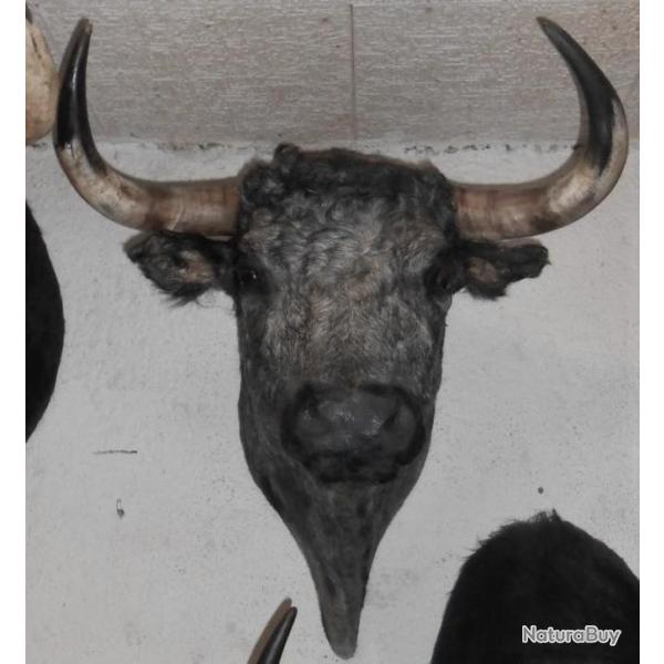 trophe   tete de toros (taureau ) de corridas naturalise taxidermie 4