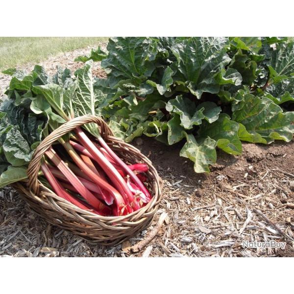Lot de 100 Graines de Rhubarbe Victoria - Belles Tiges Volumineuse et Sucr�es - Fort Rendement