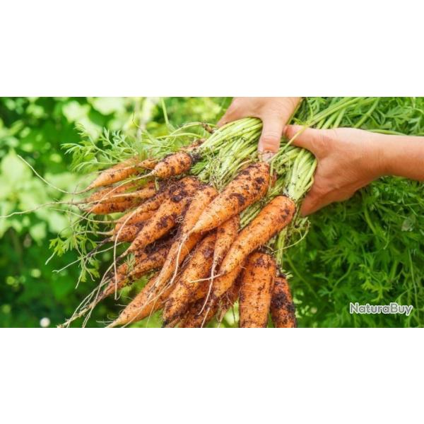 Lot de 500 Graines de Carotte Berlicum 2 - Se cultive toute l'ann�e - Fran�aises et Reproductibles