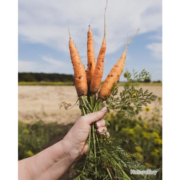 Lot de 500 Graines de Carotte De Meaux - Vari�t� Ancienne et Rare - Douce, croquante et sucr�e