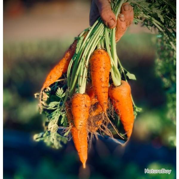 Lot de 500 Graines de Carotte de Chantenay � Coeur Rouge 2 - Vari�t� Populaire, Sucr� et Croquante