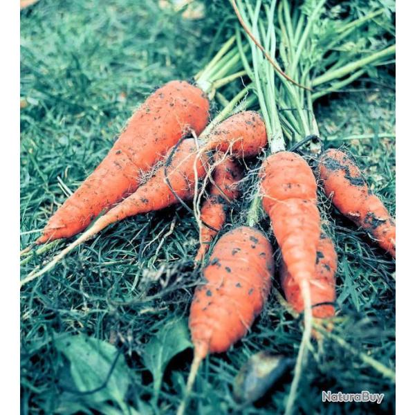 Lot de 500 Graines de Carotte Kuroda - Vari�t� Japonaise - Graines Potag�res de Qualit�