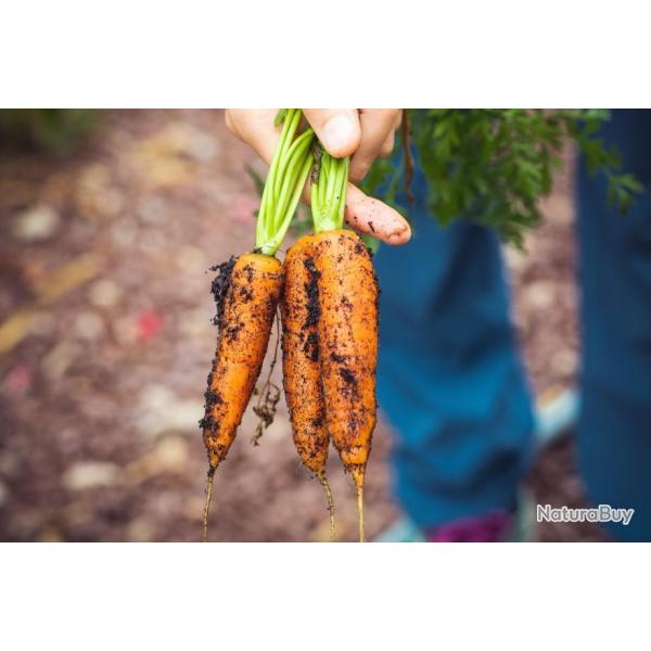 Lot de 500 Graines de Carotte Muscade - Vari�t� Rare -Graines Potag�res de Qualit� et 100% Fran�aise